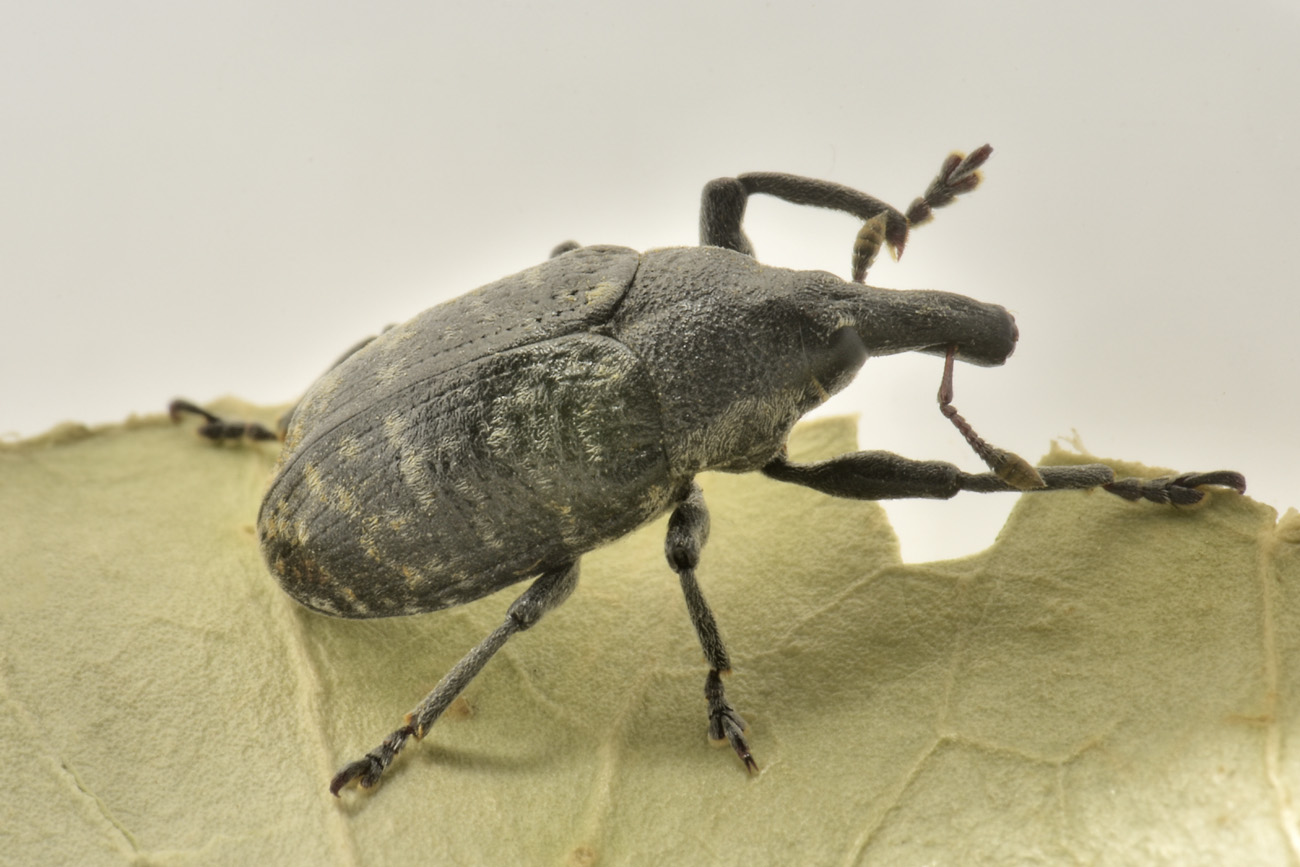 Curculionidae: Larinus sp?